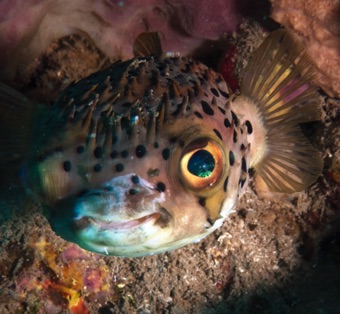 Happy Puffer